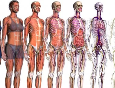 Δέκα παράξενες αλήθειες για το ανθρώπινο σώμα που ίσως δεν γνωρίζετε